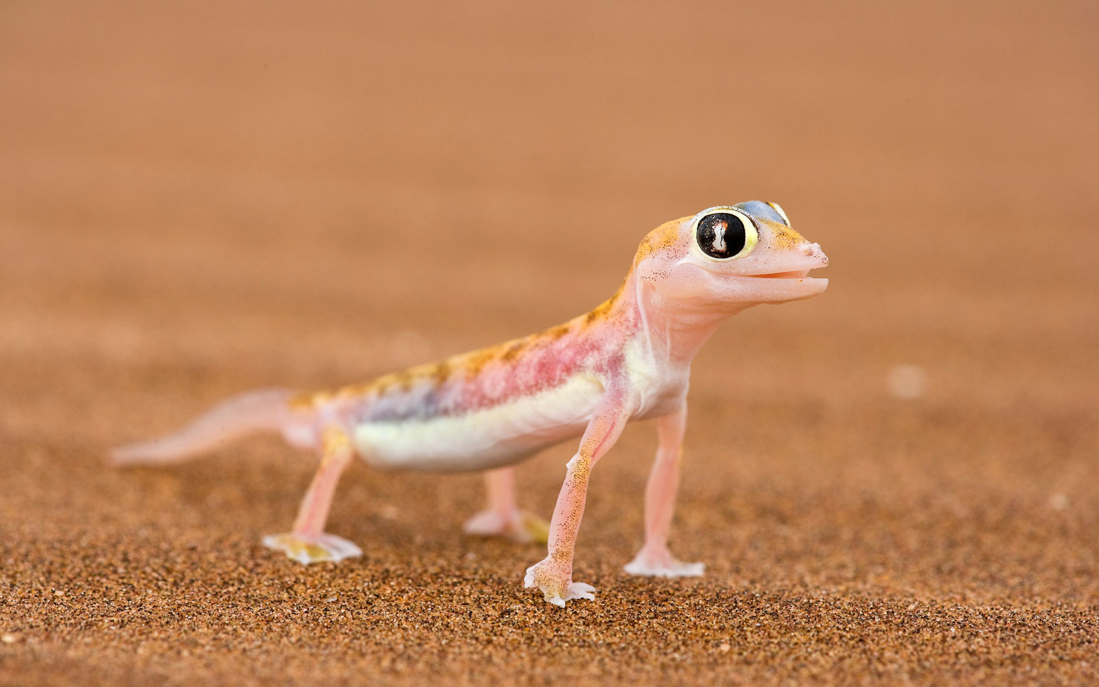 Pachydactylus rangei, Namib Wueste, Namibia, Afrika, 12/2007, T.Milse