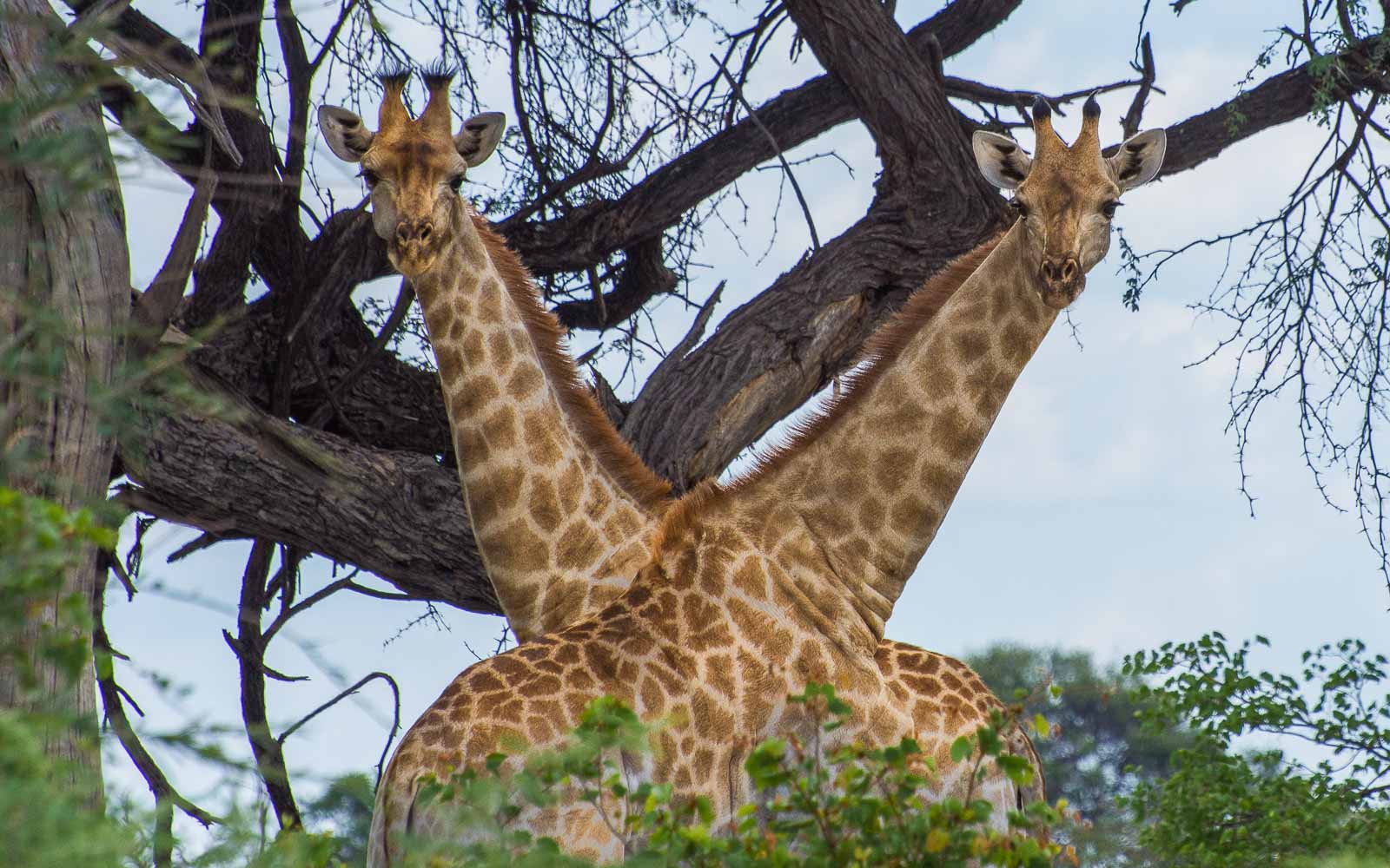 buschmann selfdrive 209