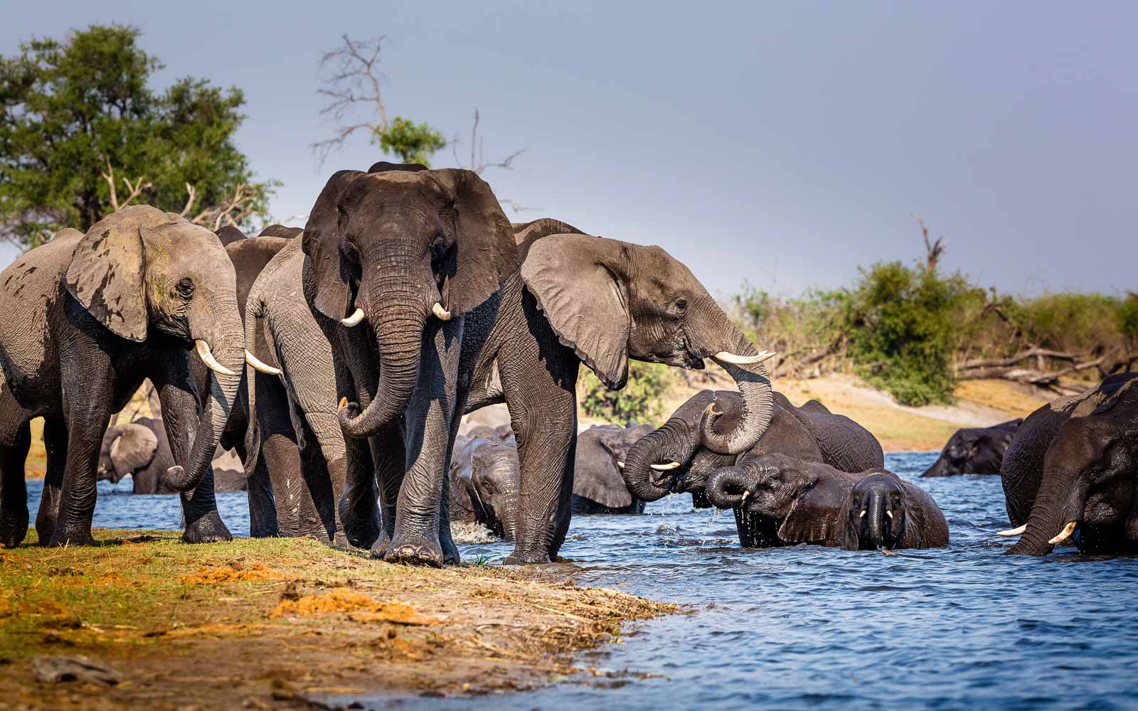 2B7J2MJ Elephants from Caprivi Strip - Bwabwata, Kwando, Mudumu National park - Namibia